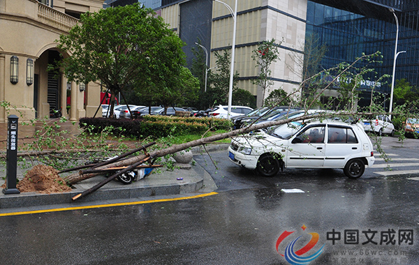 受台风“玛利亚”影响伯温路多棵树木倒伏