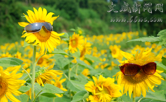富岙培头村的向日葵开花了!7月14日,记者在培头村看到,一朵朵盛开的向日葵宛若一张张可爱的笑脸在山间向人们致意,微风吹过,硕大的花朵随风摆动,远远望去仿佛一片金色海洋,美丽的花朵吸引了众多的摄影爱好者前来拍照,人在花中徜徉,美不胜收。 这个时节,再没有什么花比向日葵更能彰显夏日的灿烂和明媚了。在培头村山间梯形的花田里,几十名摄影爱好者踏入花丛中,或欣赏,或拍照,或拍花,或拍人,人人陶醉其中,久久不肯离去。在文成山间难得见到这样成片的向日葵,今天到培头来,确实给了我不少的惊喜。摄影爱好