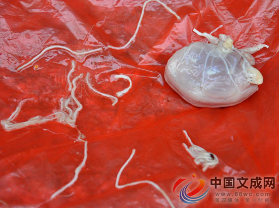 原来是v鸡胸的鸡胸血管肉切大薄片图片