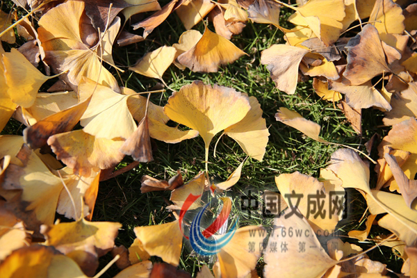 摄/胡晓亚 冬天是金色的季节。那金灿灿的银杏树与流丹的枫叶、红花绿草一起装点河山,让大自然更加壮美。秋冬时节,如果你与一株银杏树不期而遇,眼前就会刷地一下子被点亮,明亮到人的心里,让人陶醉。 家门前立交桥下的公园里,种着若干株银杏树,虽不十分高大,但却挺拔俊美。特别是到秋末冬初,树枝上黄绿相间的叶子,闪闪烁烁地翻动。小扇子似的黄叶随风飘落,如片片蝴蝶翩翩飞舞,不经意间拾得几片,带回家夹在书中,即成几枚漂亮的书签。想起几年前的冬天到苏